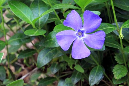 Purple lilac foliage