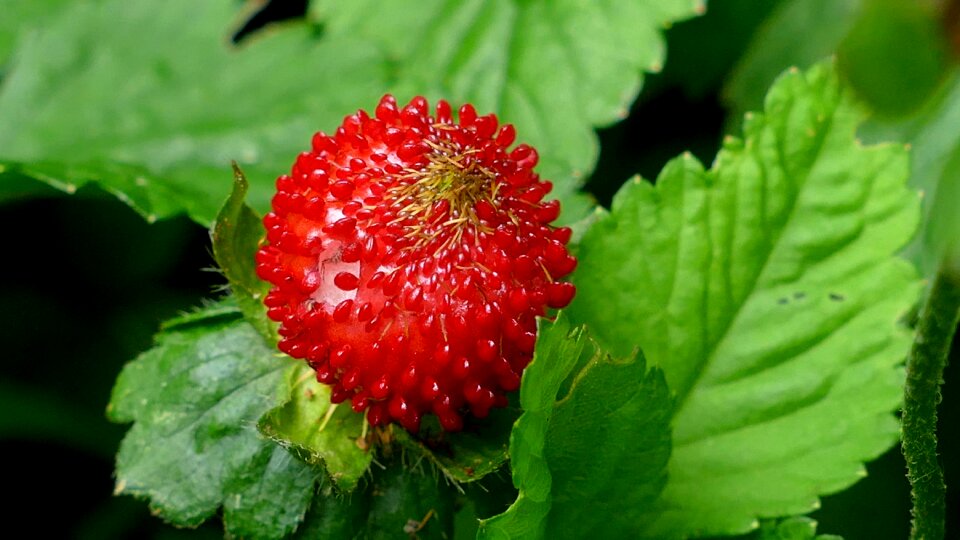 Slip fruit nature fruits