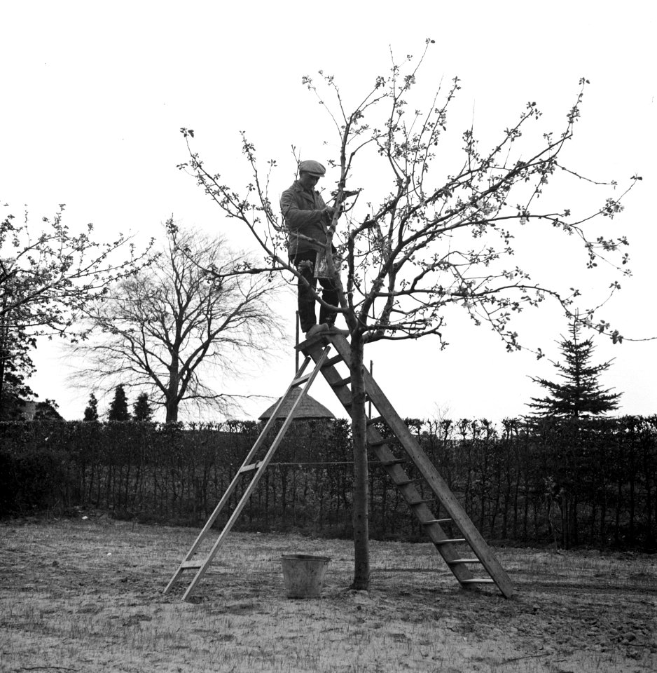 Arbeider bij een fruitboom, Bestanddeelnr 254-3510