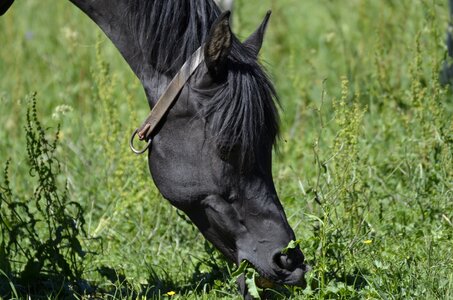 Rap thoroughbred arabian paddock