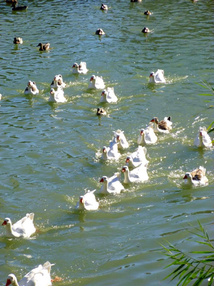Aranjuez - Real Sitio, río Tajo 06
