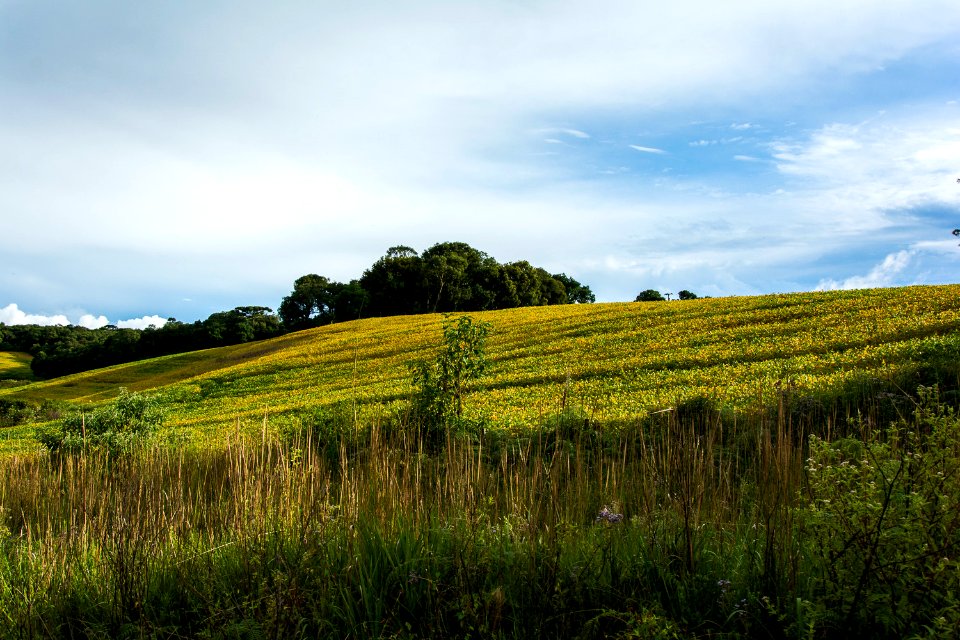 Araucaria Field (101443439)