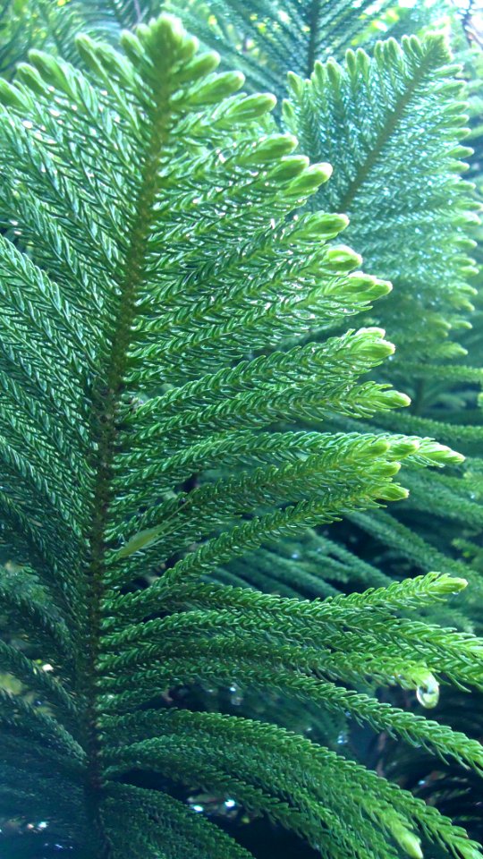Araucaria heterophylla (Norfolk Island Pine)
