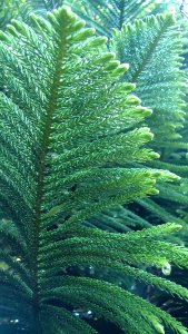 Araucaria heterophylla (Norfolk Island Pine)