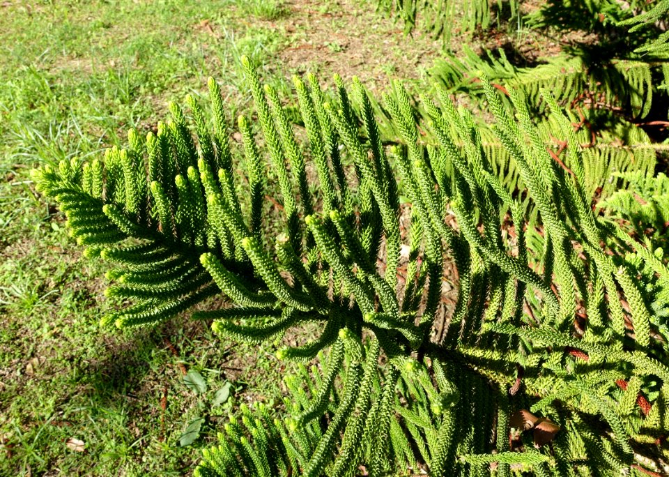 Araucaria heterophylla - Jardín Botánico de Barcelona - Barcelona, Spain - DSC08942