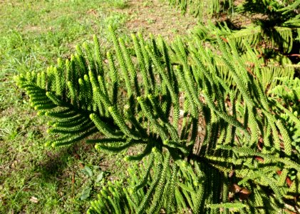 Araucaria heterophylla - Jardín Botánico de Barcelona - Barcelona, Spain - DSC08942