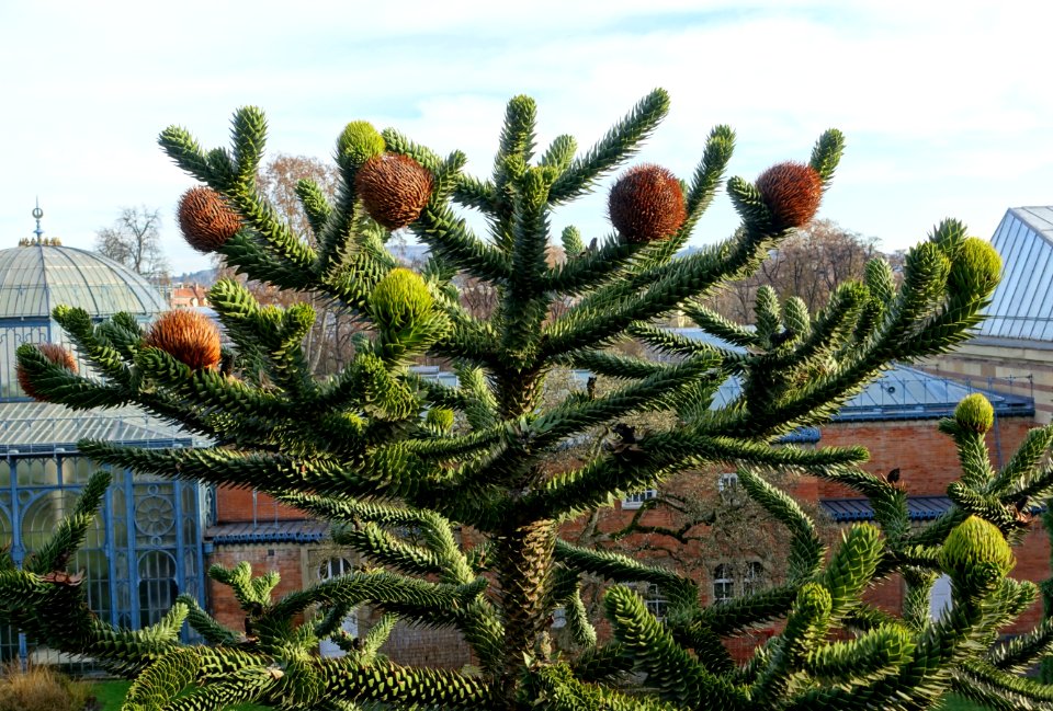 Araucaria araucana - Wilhelma Zoo - Stuttgart, Germany - DSC02159