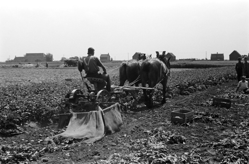 Arbeiders, oogsten, paarden, boerderijen, landbouwwerktuigen, aardappelkisten, Bestanddeelnr 170-0185