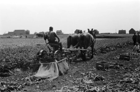 Arbeiders, oogsten, paarden, boerderijen, landbouwwerktuigen, aardappelkisten, Bestanddeelnr 170-0185