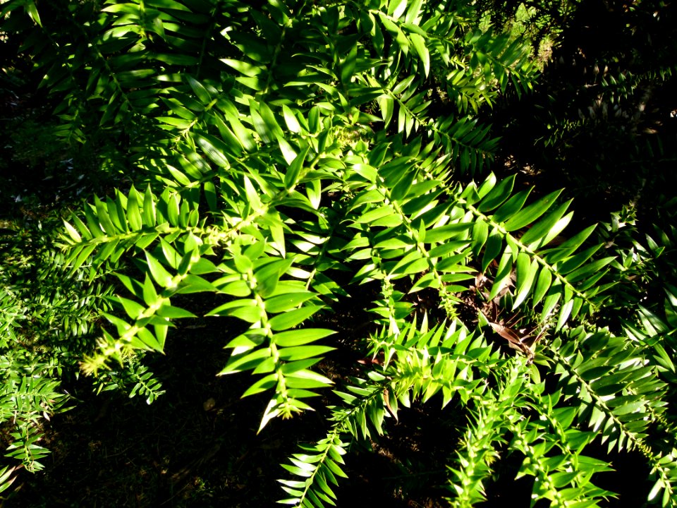Araucaria bidwillii Montjuic