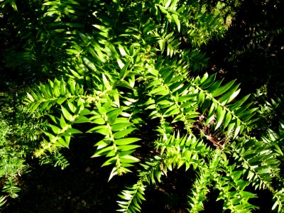 Araucaria bidwillii Montjuic