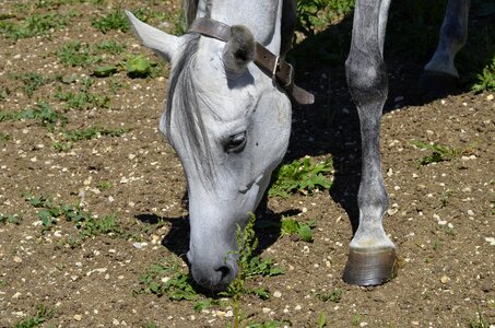 Rap thoroughbred arabian paddock