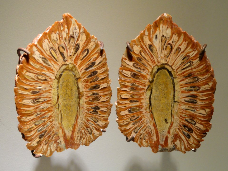 Araucaria mirabilis, pine cone split in half, La Matilde Formation, Patagonia, Argentina - Houston Museum of Natural Science - DSC01879
