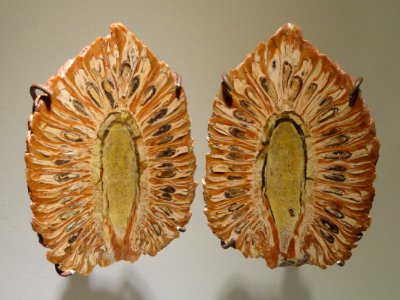 Araucaria mirabilis, pine cone split in half, La Matilde Formation, Patagonia, Argentina - Houston Museum of Natural Science - DSC01879