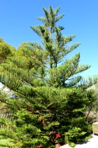 Araucaria heterophylla - Jardín Botánico de Barcelona - Barcelona, Spain - DSC08941