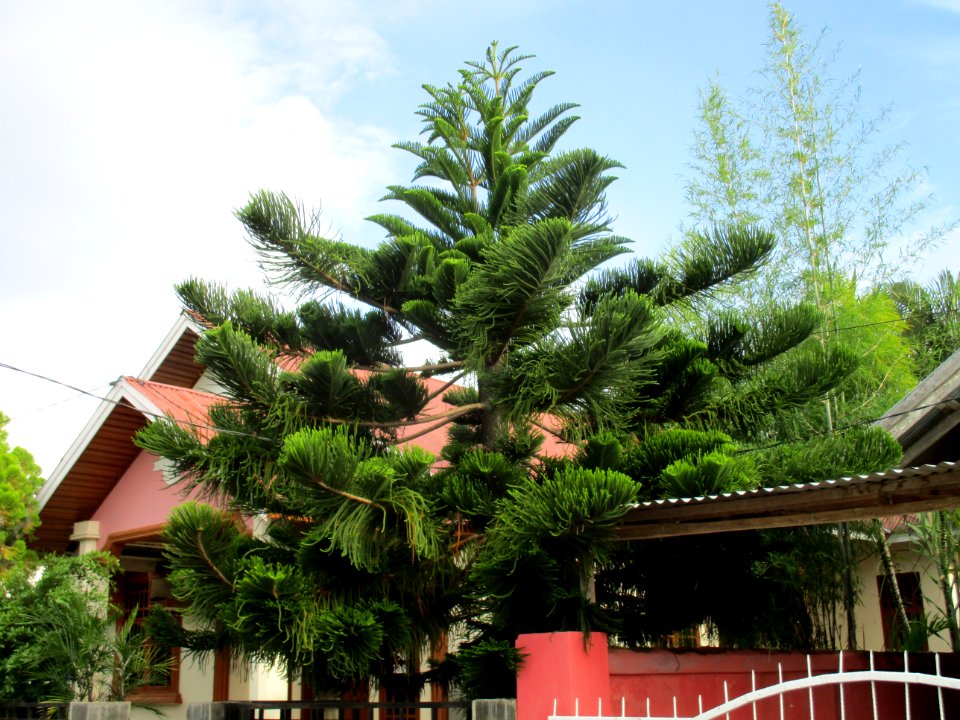 Araucaria (Ampana 2017) 1