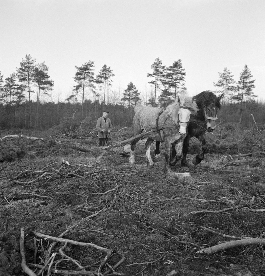 Arbeiders, bosbewerking, werktuigen, boomstammen, paarden, Bestanddeelnr 251-7143