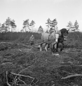 Arbeiders, bosbewerking, werktuigen, boomstammen, paarden, Bestanddeelnr 251-7143