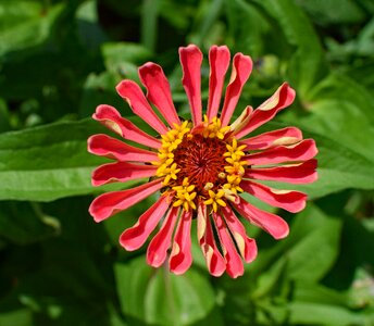 Bloom plant garden