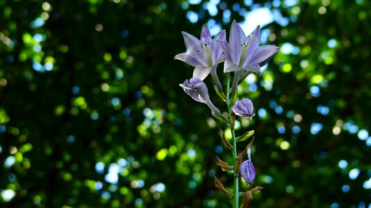 Nature summer sheet
