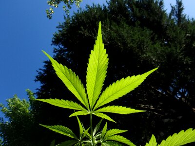 Cannabis hemp marijuana photo