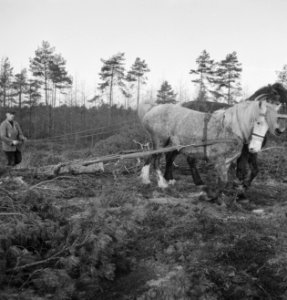 Arbeiders, bosbewerking, werktuigen, boomstammen, paarden, Bestanddeelnr 251-7142
