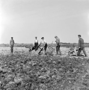 Arbeiders, kruiwagens, werkzaamheden, Bestanddeelnr 251-3279