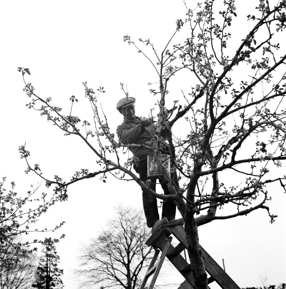Arbeider bij een fruitboom, Bestanddeelnr 254-3511