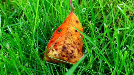 Contrast nature leaves photo