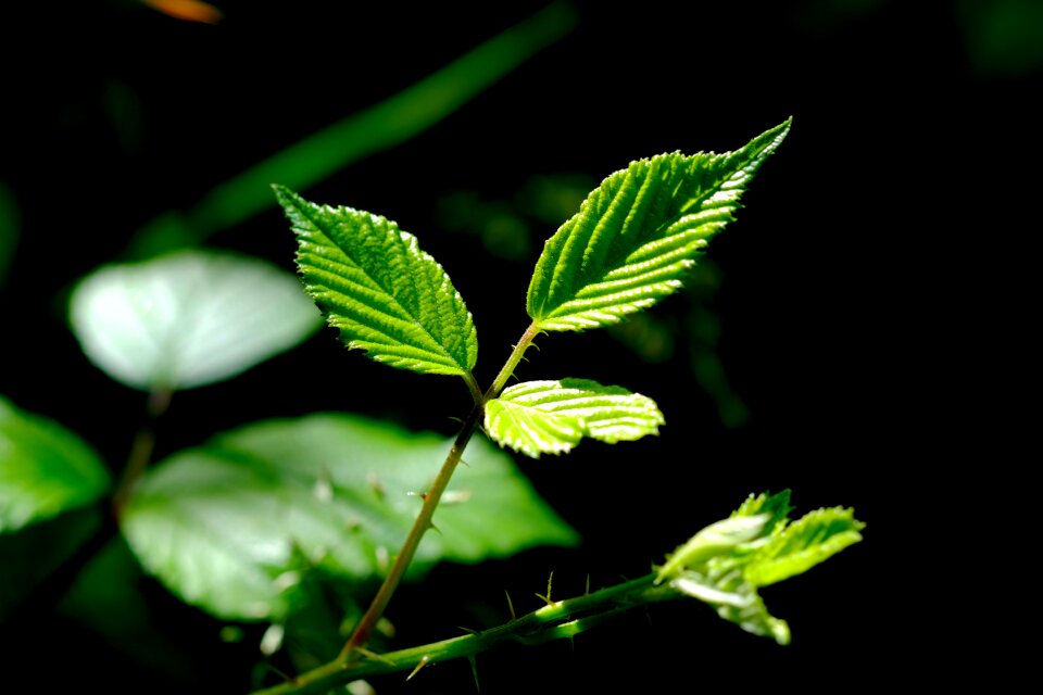Sun shadow young