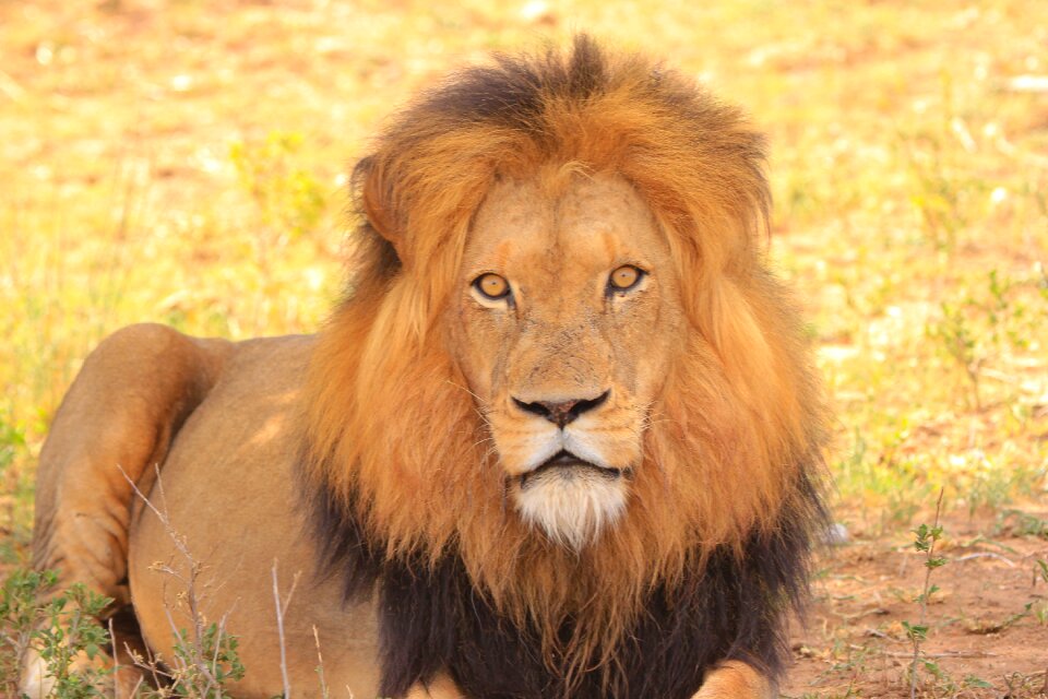 Africa south africa safari