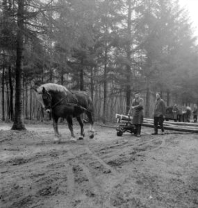 Arbeiders, bosbewerking, dieren, boomstammen, vervoeren, paarden, Bestanddeelnr 251-9650