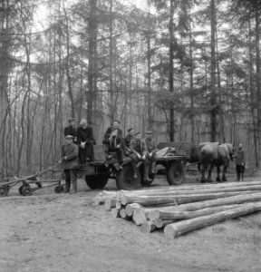 Arbeiders, bosbewerking, dieren, boomstammen, paarden, Bestanddeelnr 251-9651