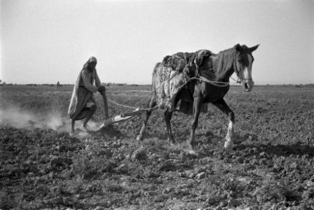 Arbeiders, landbouw, werktuigen, dieren, paarden, Bestanddeelnr 251-3334