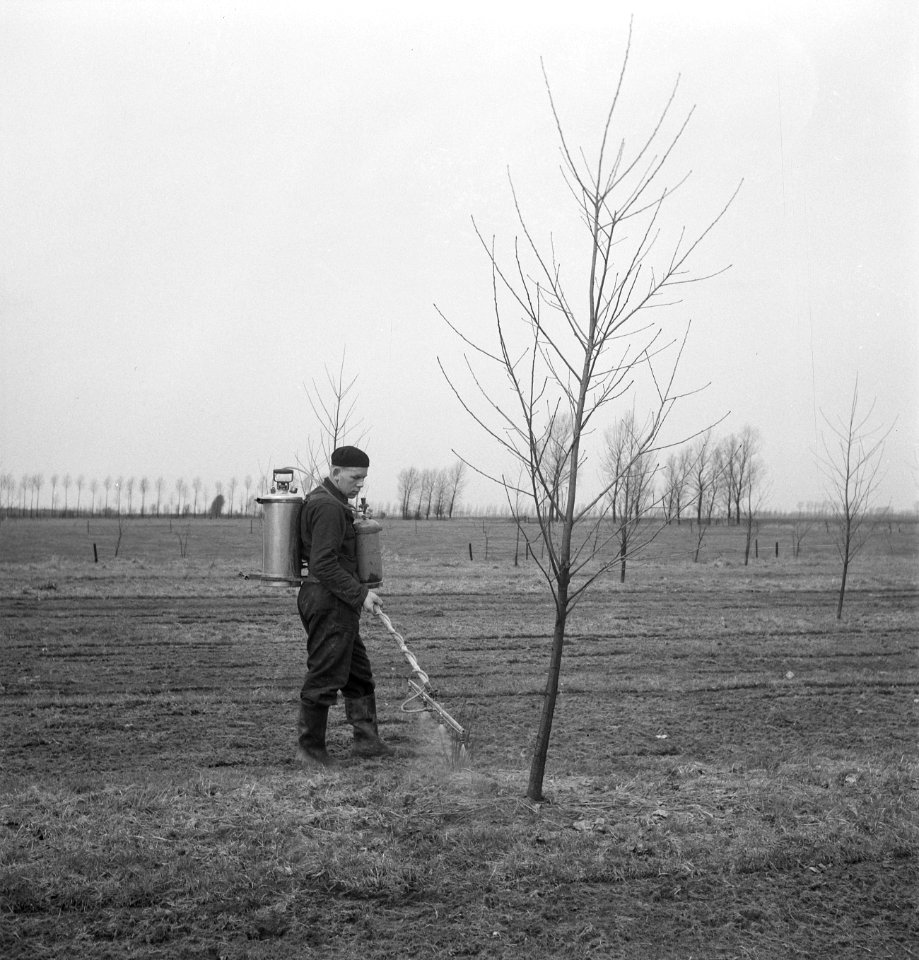 Arbeiders, bomen, sproeien, Bestanddeelnr 253-4743