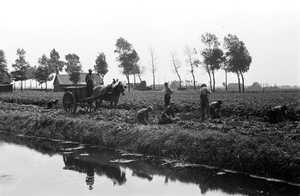 Arbeiders, oogsten, kanalen, paard en wagen, boerderijen, Bestanddeelnr 170-0175