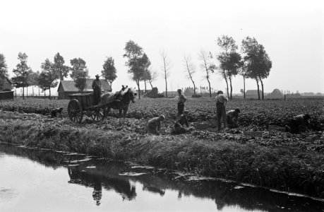 Arbeiders, oogsten, kanalen, paard en wagen, boerderijen, Bestanddeelnr 170-0175