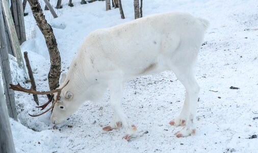 Winter deer snow photo