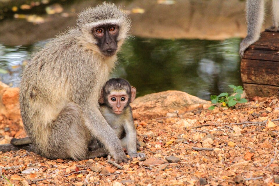 South africa love animals