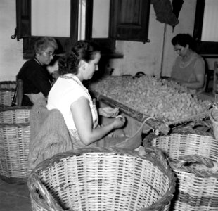 Arbeidsters sorteren ruwe korken, Bestanddeelnr 254-0706