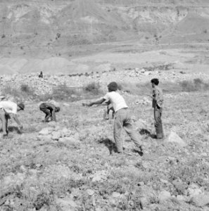 Arbeiders maken akkers vrij van stenen bij kibboets Ein Gidi, Bestanddeelnr 255-2735