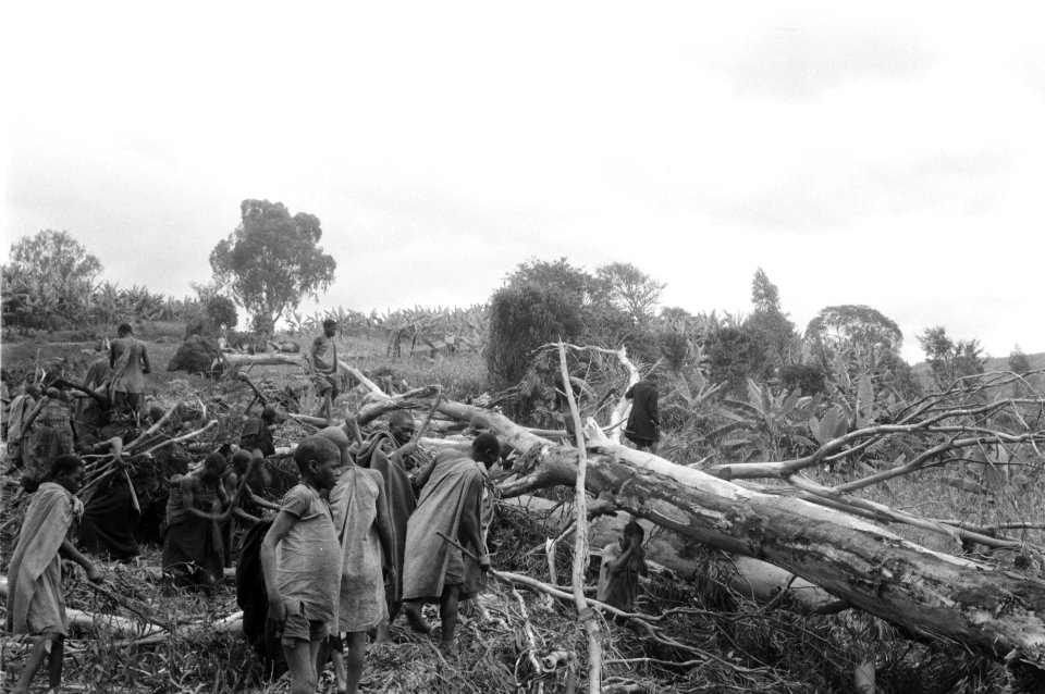 Arbeiders, bomen, werkzaamheden, Bestanddeelnr 251-3690
