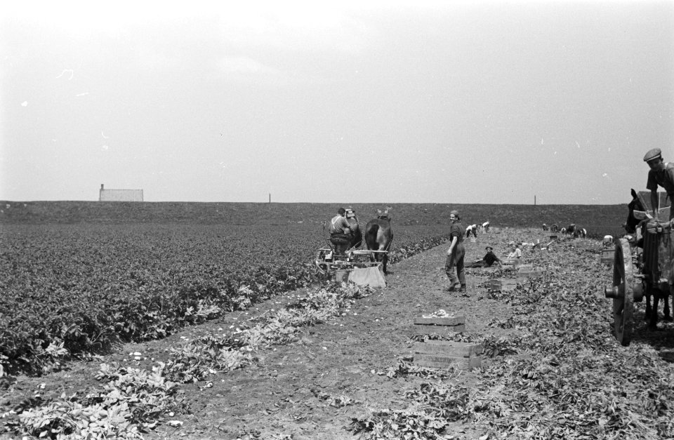Arbeiders, oogsten, paard en wagen, Bestanddeelnr 170-0180