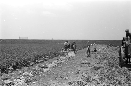 Arbeiders, oogsten, paard en wagen, Bestanddeelnr 170-0180