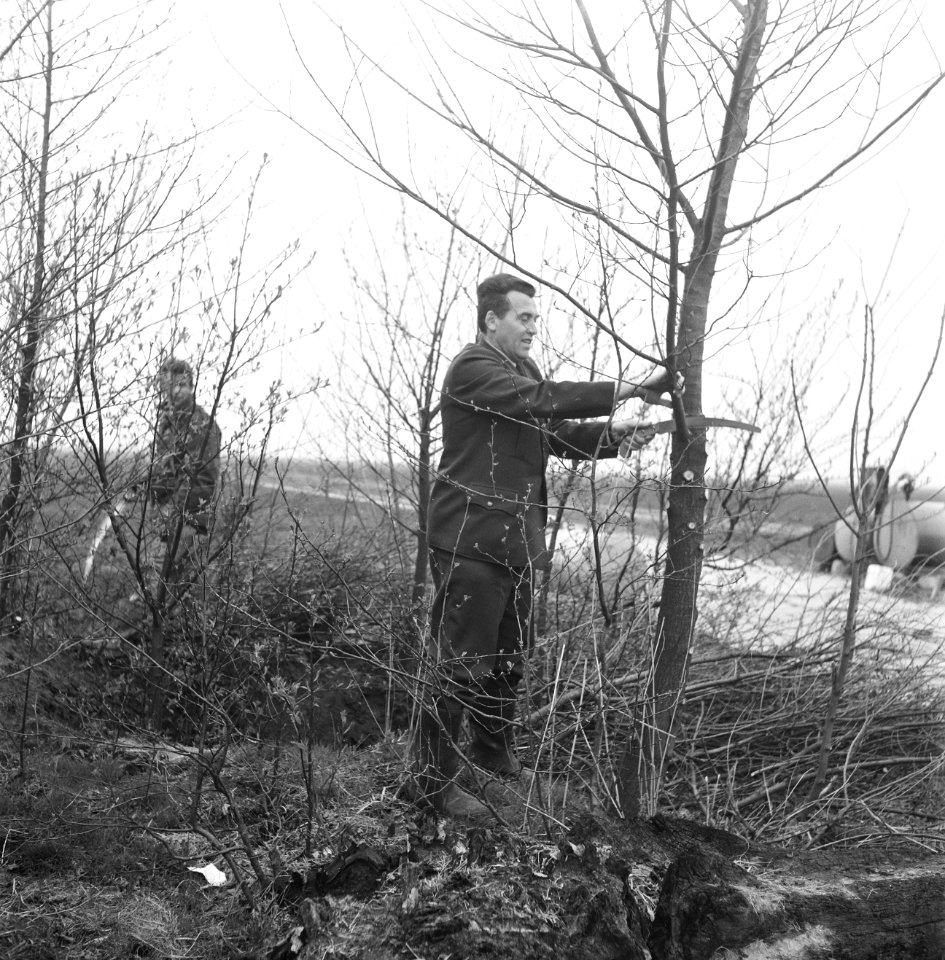 Arbeiders, bermen, bomen, gereedschappen, zagen, takken, Bestanddeelnr 253-6162