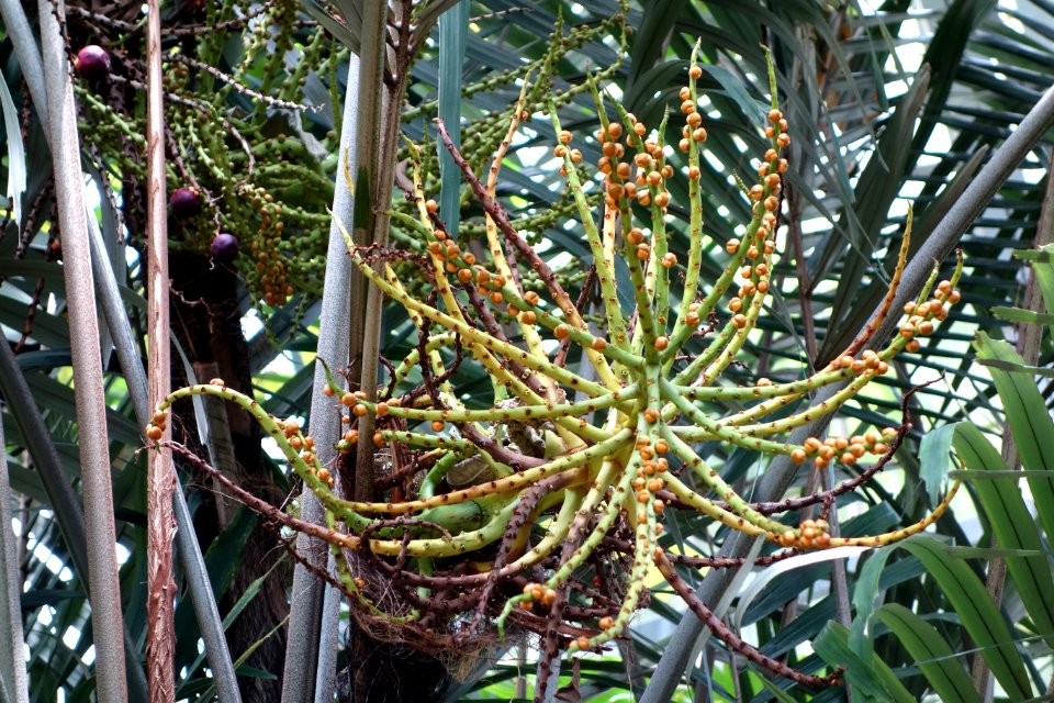 Arenga engleri - Krohn Conservatory - DSC03679
