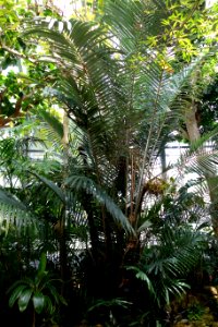 Arenga engleri - Krohn Conservatory - DSC03676