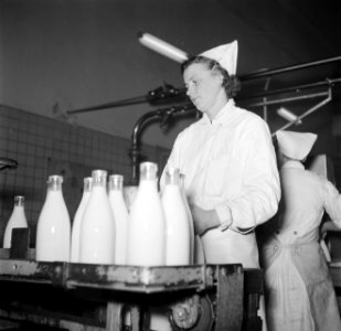 Arbeidsters aan de lopende band waar de melkflessen worden gevuld, Bestanddeelnr 252-9075