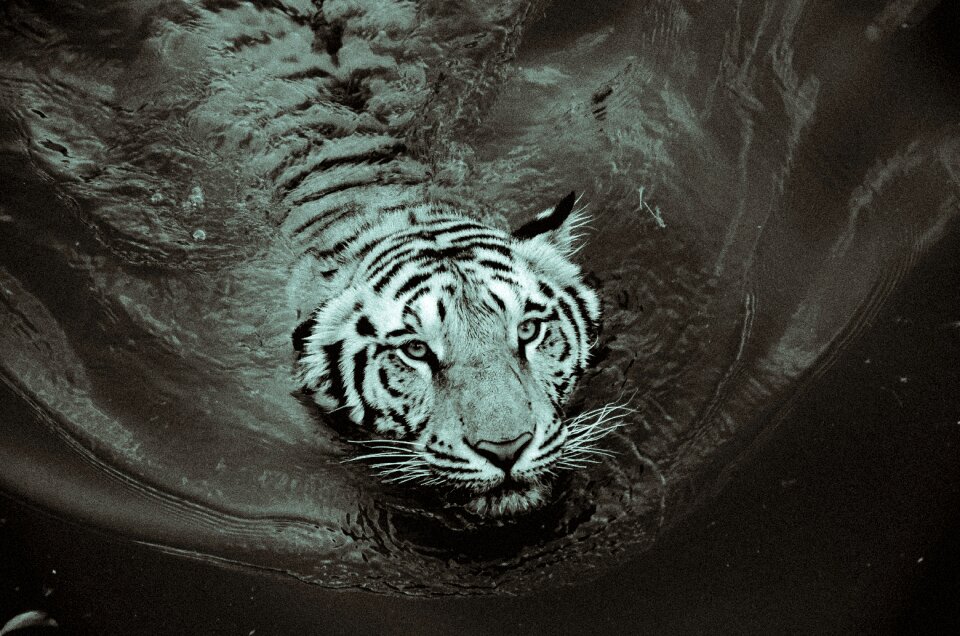 White animal wild