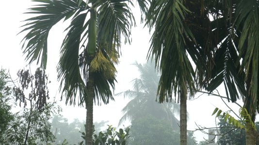 Areca Palm (Areca catechu)